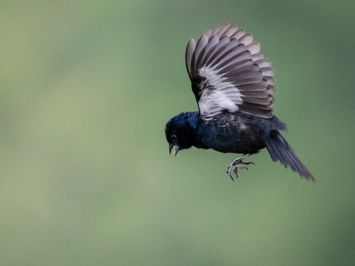 Blue-black Grassquit
