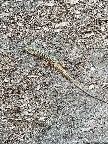 iNaturalist observation photo of Southern Alligator Lizard