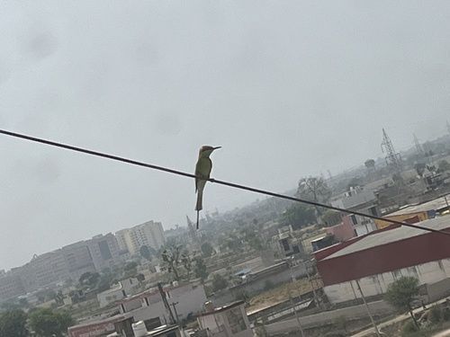 Asian Green Bee-eater