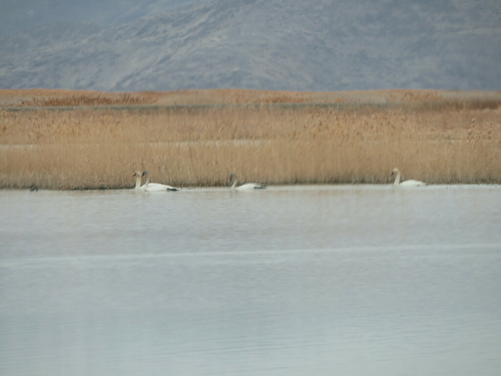 Trumpeter Swan From Bear River Migratory Bird Refuge, 2155 W Forest St ...