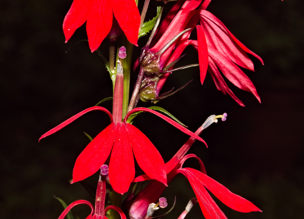 Lobelia cardinalis
