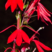 Cardinal Flower - Photo (c) Jessie Aguilar, all rights reserved, uploaded by Jessie Aguilar