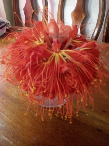 Brownea macrophylla - Whole tree