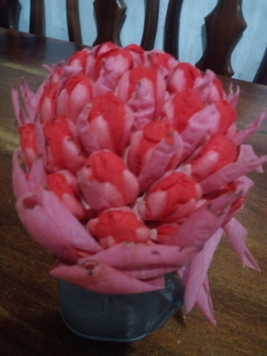 Brownea macrophylla - Leaves