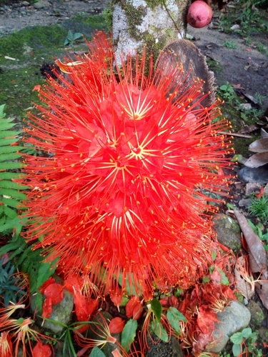 Brownea macrophylla - Whole tree