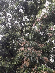Zygia longifolia image