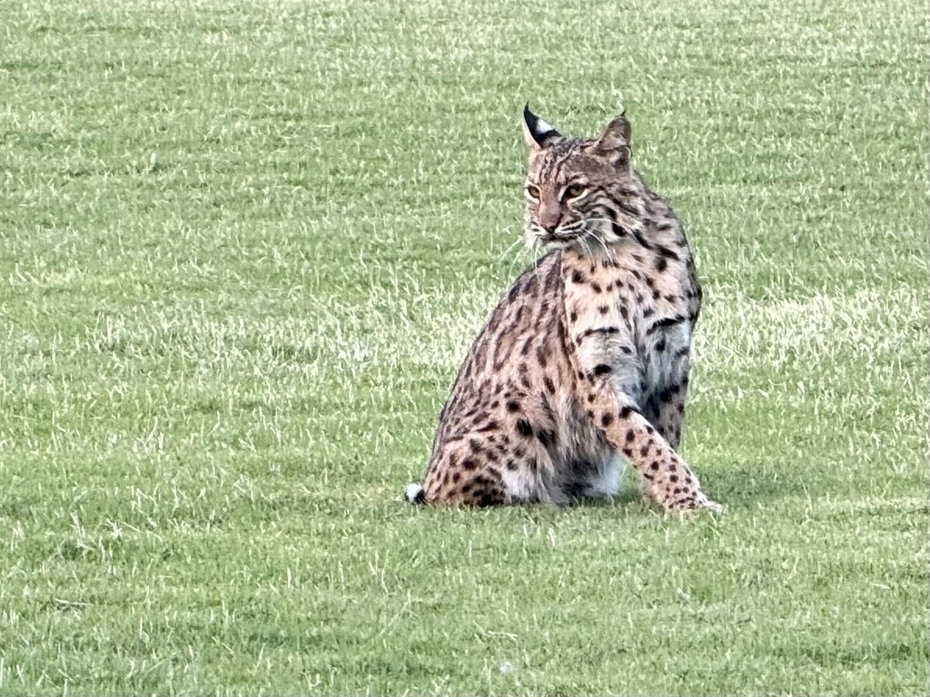 Bobcat from texas star golf course euless tx us on may 17 2024 at