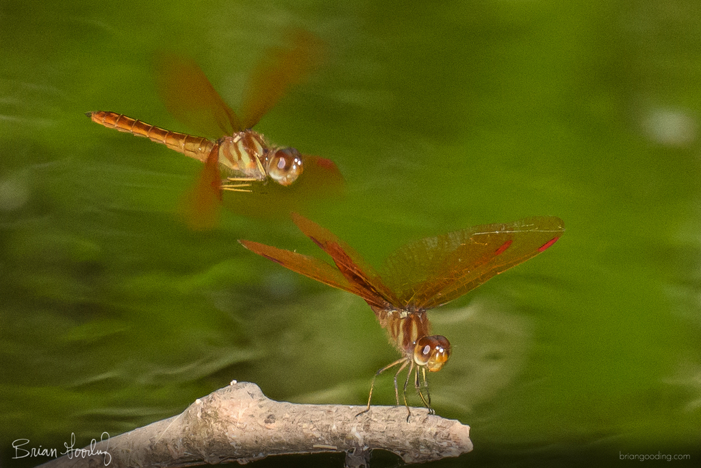 Slough Amberwing from William and Eleanor Crook Park, San Marcos, Texas