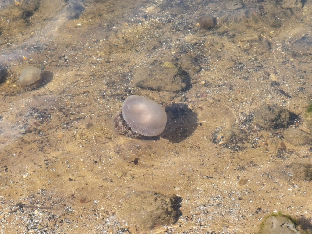 Phyllorhiza punctata<br>02 February, 2025