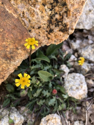 Rosina's kruiskruid (Senecio rosinae)