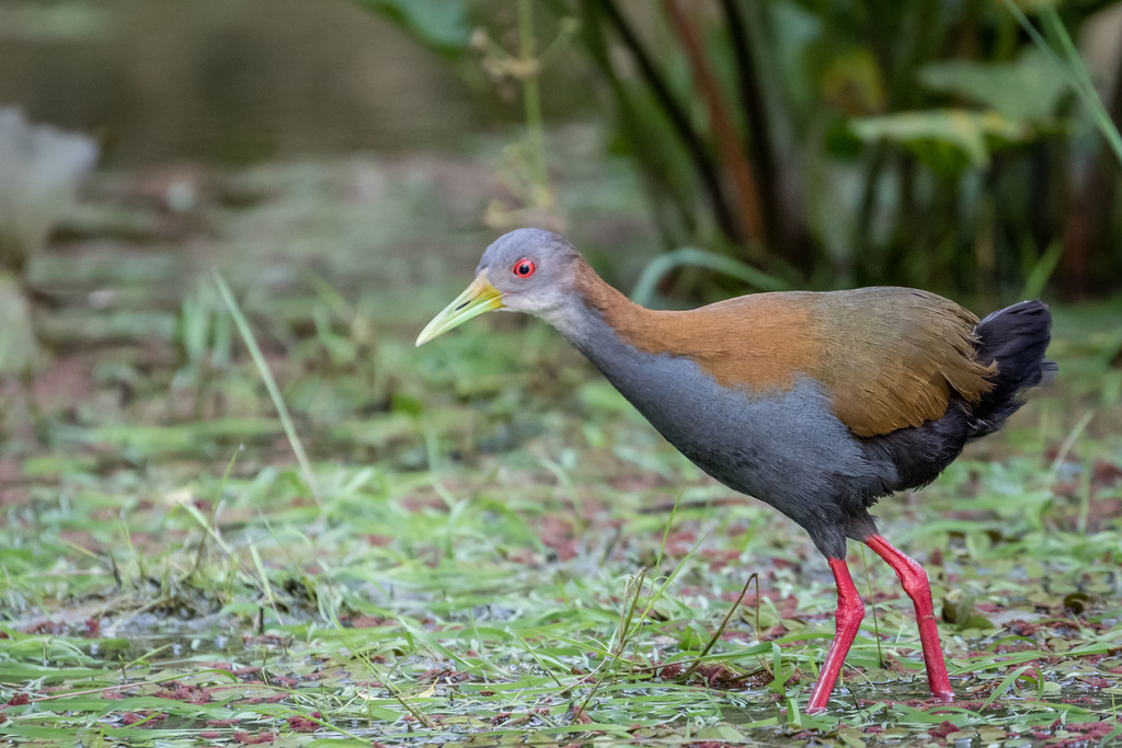 Slaty-breasted Rail photo