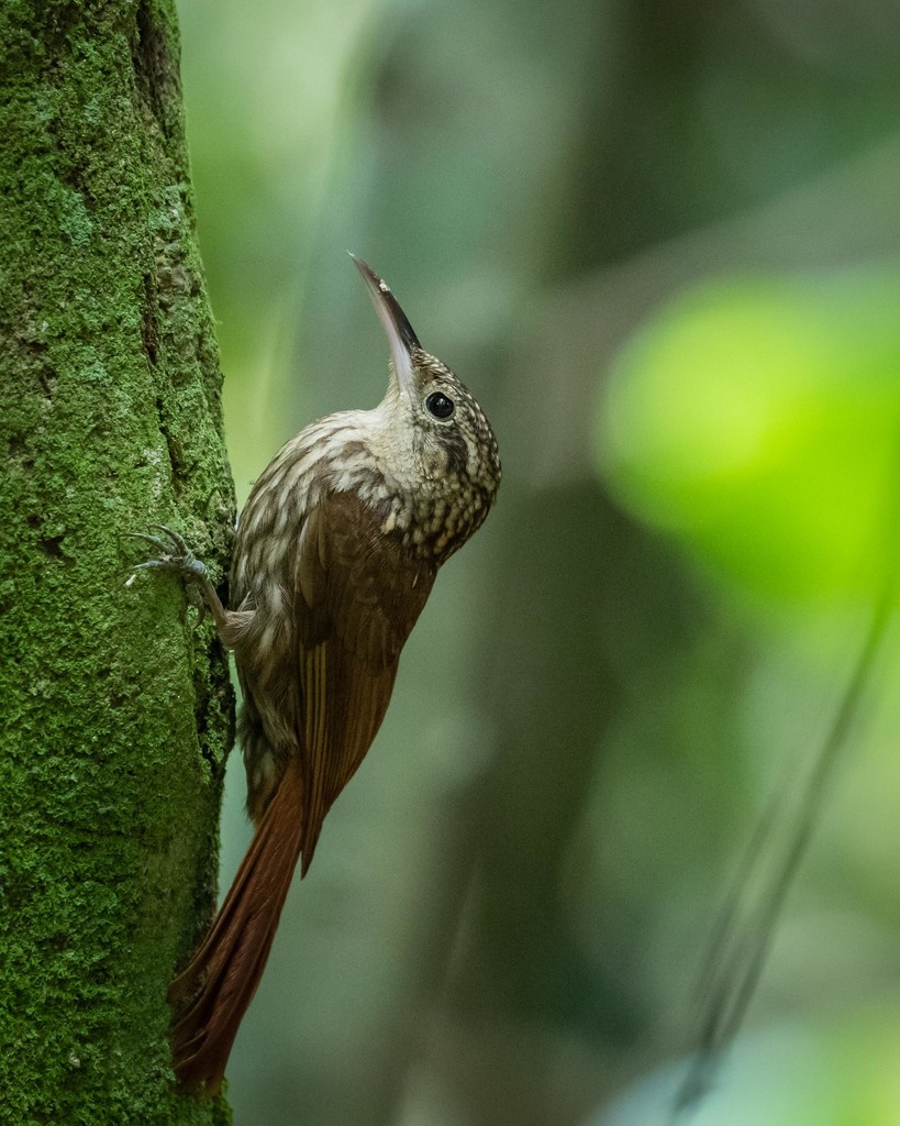 Lesser Woodcreeper (Xiphorhynchus fuscus) · iNaturalist