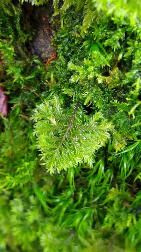 Plagiochila pulcherrima