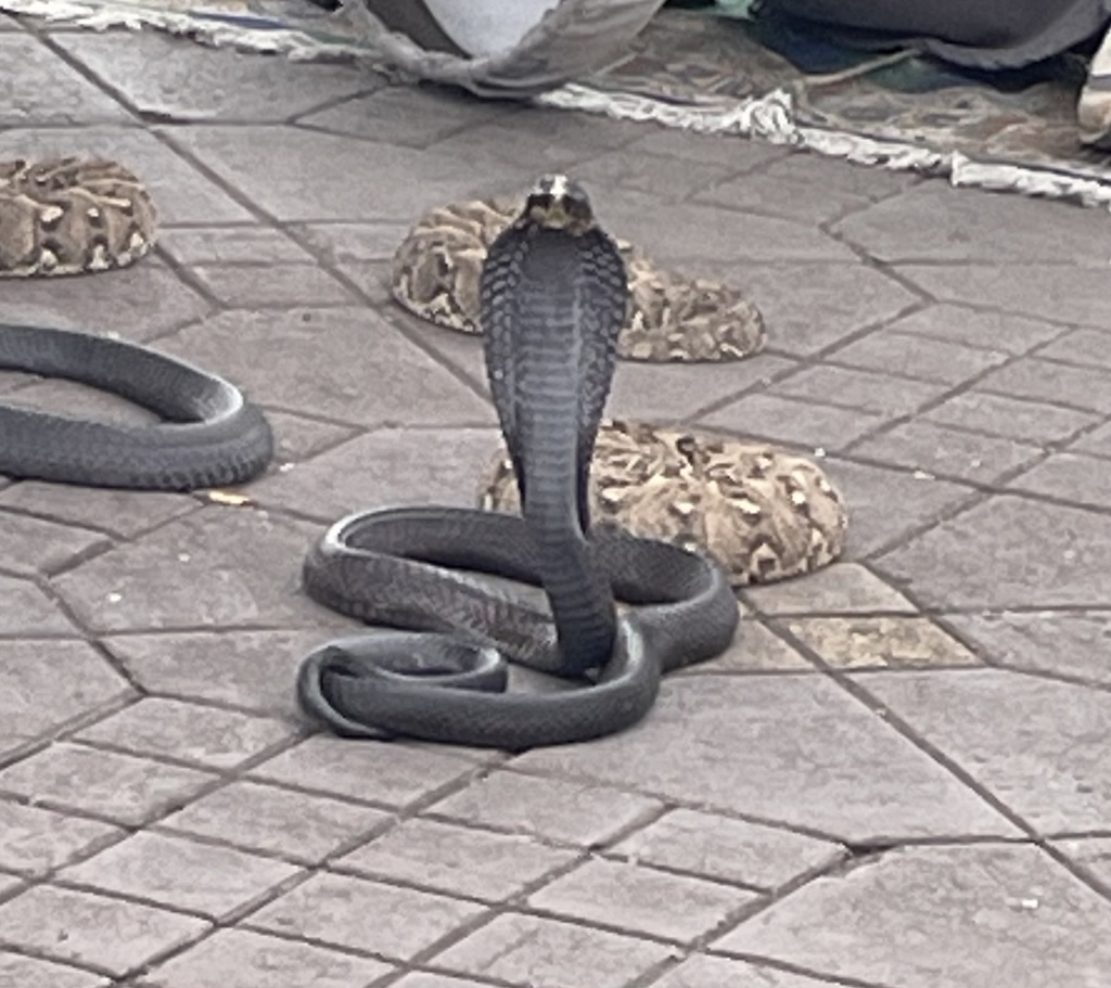 Egyptian Cobra from Plaza Jamaa El Fna, Marrakesh, Marrakesh-Safi, MA ...