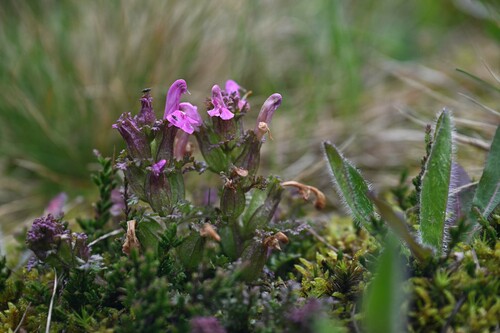 Common Lousewort