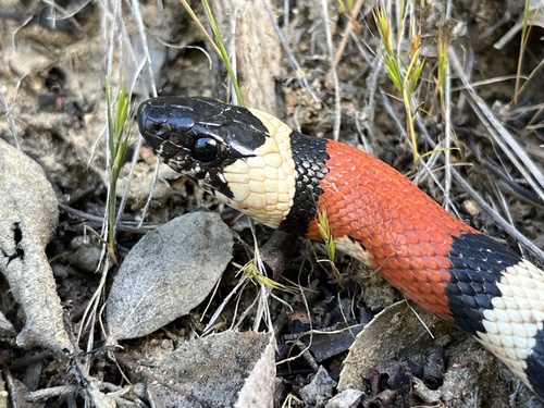 iNaturalist observation photo of California Mountain Kingsnake
