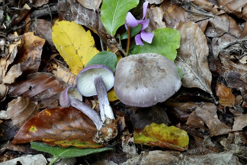 Calocybe ionides (Bull.) Donk