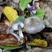 Calocybe ionides - Photo (c) Colussi Giorgio Giacomo Giovanni, כל הזכויות שמורות, הועלה על ידי Colussi Giorgio Giacomo Giovanni