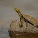 Mauremys leprosa - Photo (c) Julien Rouard - Dreamtime Nature Photography, כל הזכויות שמורות, הועלה על ידי Julien Rouard - Dreamtime Nature Photography