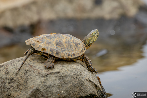 Mediterranean Turtle