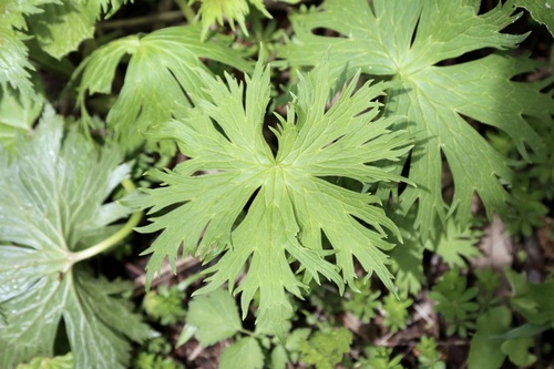 Eastern Monkshood