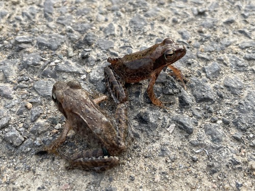 Huanren Frog