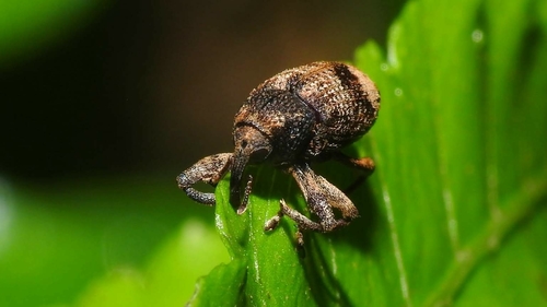 Genus Mechistocerus · iNaturalist