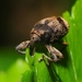 Mechistocerus - Photo (c) 熊盛志, all rights reserved, uploaded by 熊盛志