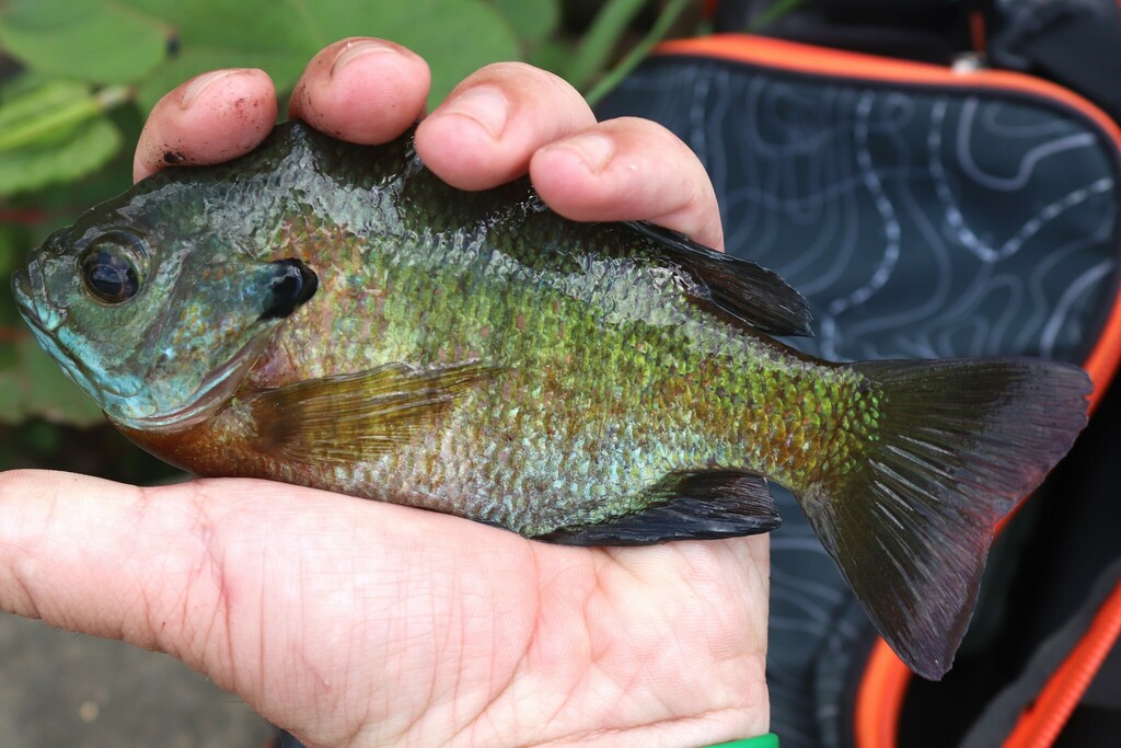 Northern Bluegill in May 2024 by brandonh1 · iNaturalist