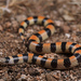 Banded Sand Snake - Photo (c) Jake Scott, all rights reserved, uploaded by Jake Scott