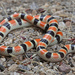 Resplendent Desert Shovel-nosed Snake - Photo (c) Jake Scott, all rights reserved, uploaded by Jake Scott