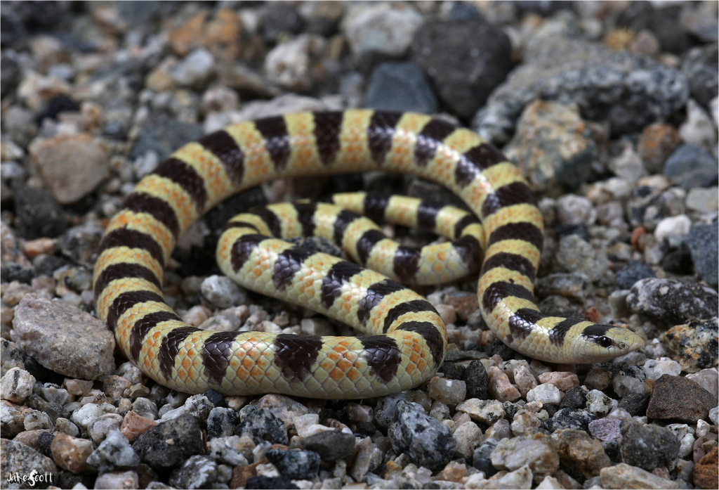Mojave Shovelnose Snake (Sonora occipitalis)