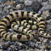 Mojave Shovelnose Snake - Photo (c) Jake Scott, all rights reserved, uploaded by Jake Scott