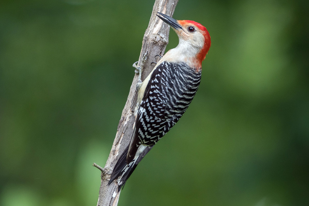 Zebra Woodpecker photo