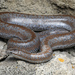 Coastal Rosy Boa - Photo (c) Jake Scott, all rights reserved, uploaded by Jake Scott