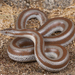 Desert Rosy Boa - Photo (c) Jake Scott, all rights reserved, uploaded by Jake Scott