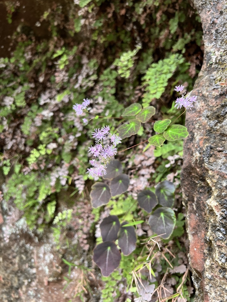 Thalictrum ichangense (Thalictrum ichangense)