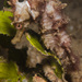 Observation photo