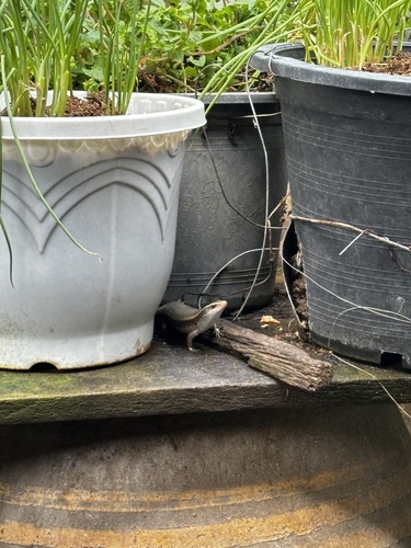 Common Sun Skink