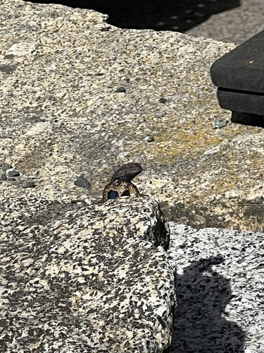 iNaturalist observation photo of Western Fence Lizard