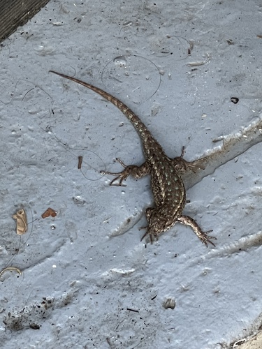 iNaturalist observation photo of Western Fence Lizard
