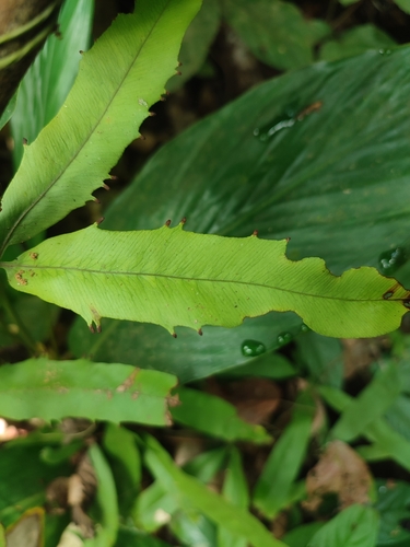 Lygodium borneense