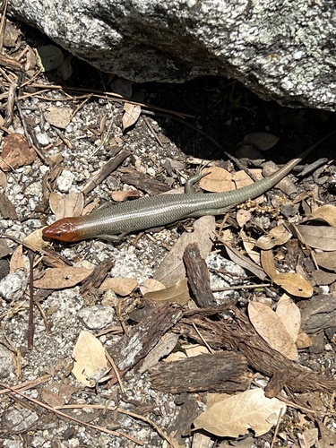 iNaturalist observation photo of Gilbert's Skink