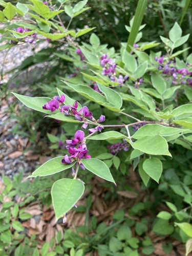 Lespedeza maximowiczii