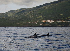 Risso's dolphin