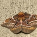 Nudaurelia cytherea - Photo (c) Jaimé Strydom, όλα τα δικαιώματα διατηρούνται, uploaded by Jaimé Strydom