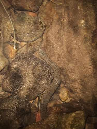 Macleay's Water Snake sighting