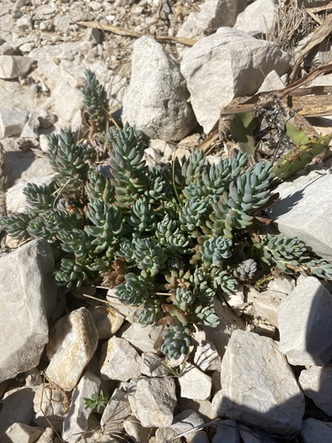 Pale Stonecrop