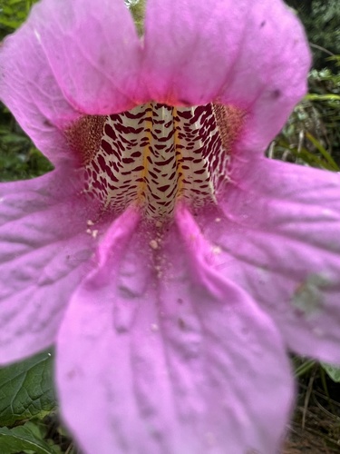 Chinese foxglove (Rehmannia piasezkii)