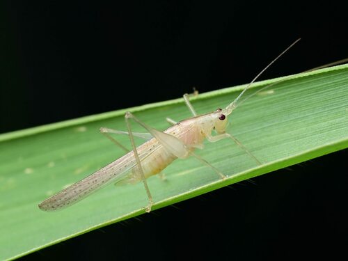 Chandozhinskia